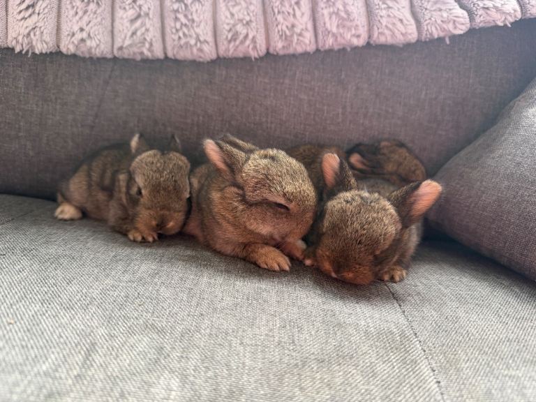 Baby mini lop babies 