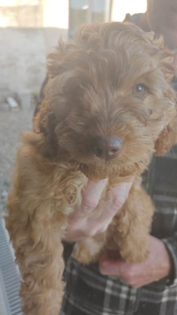 5X  cockapoo puppies