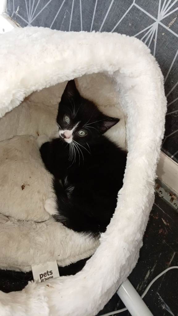 Kitten