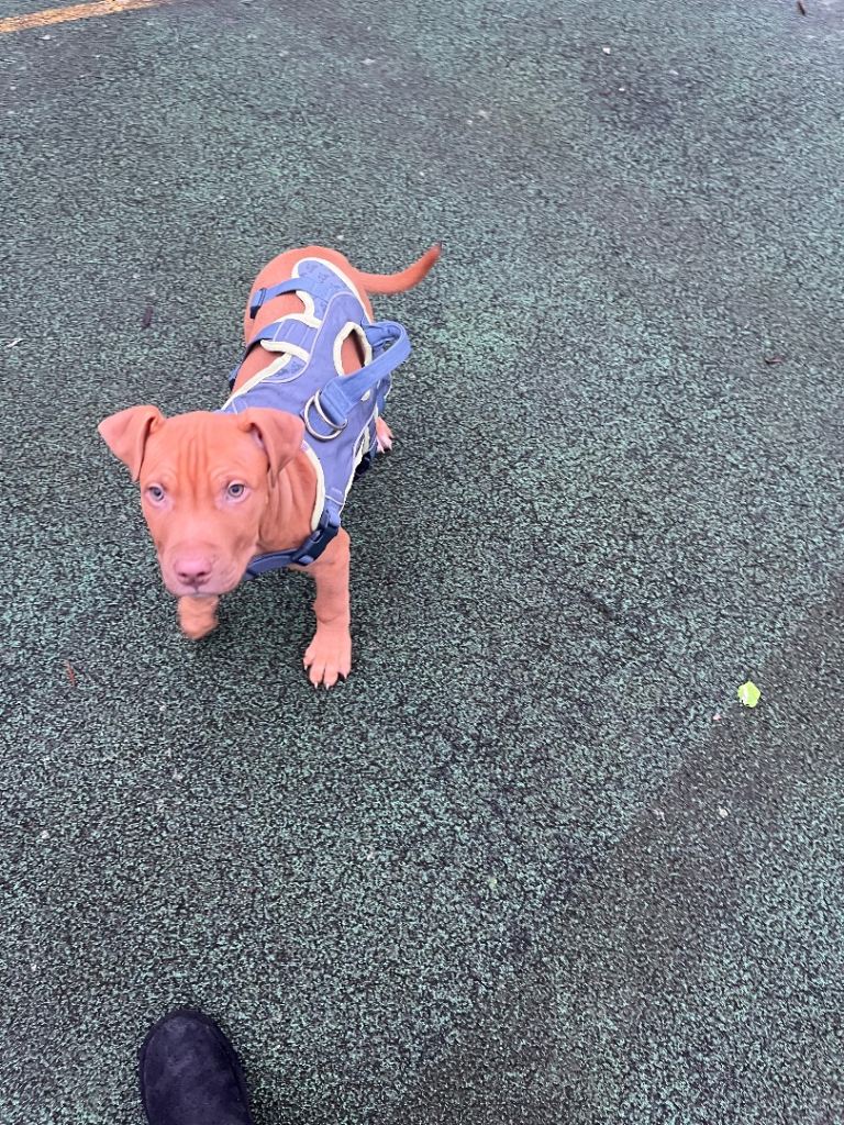 Puppy for sale last boy left  