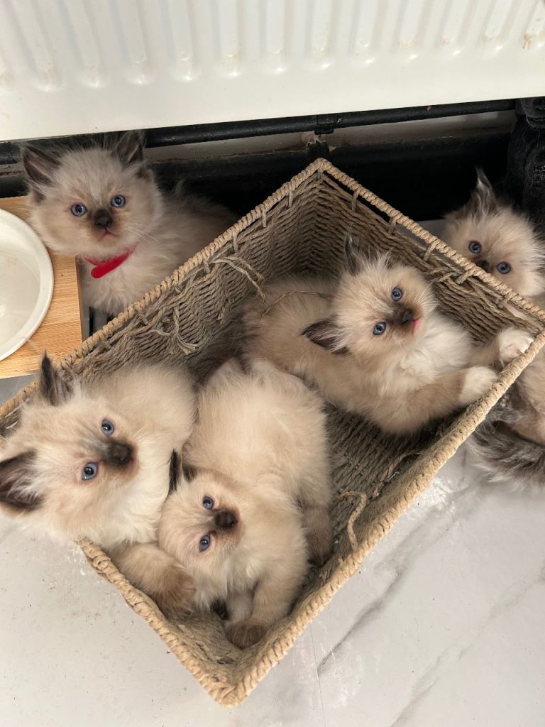 Ragdoll kittens for sale 