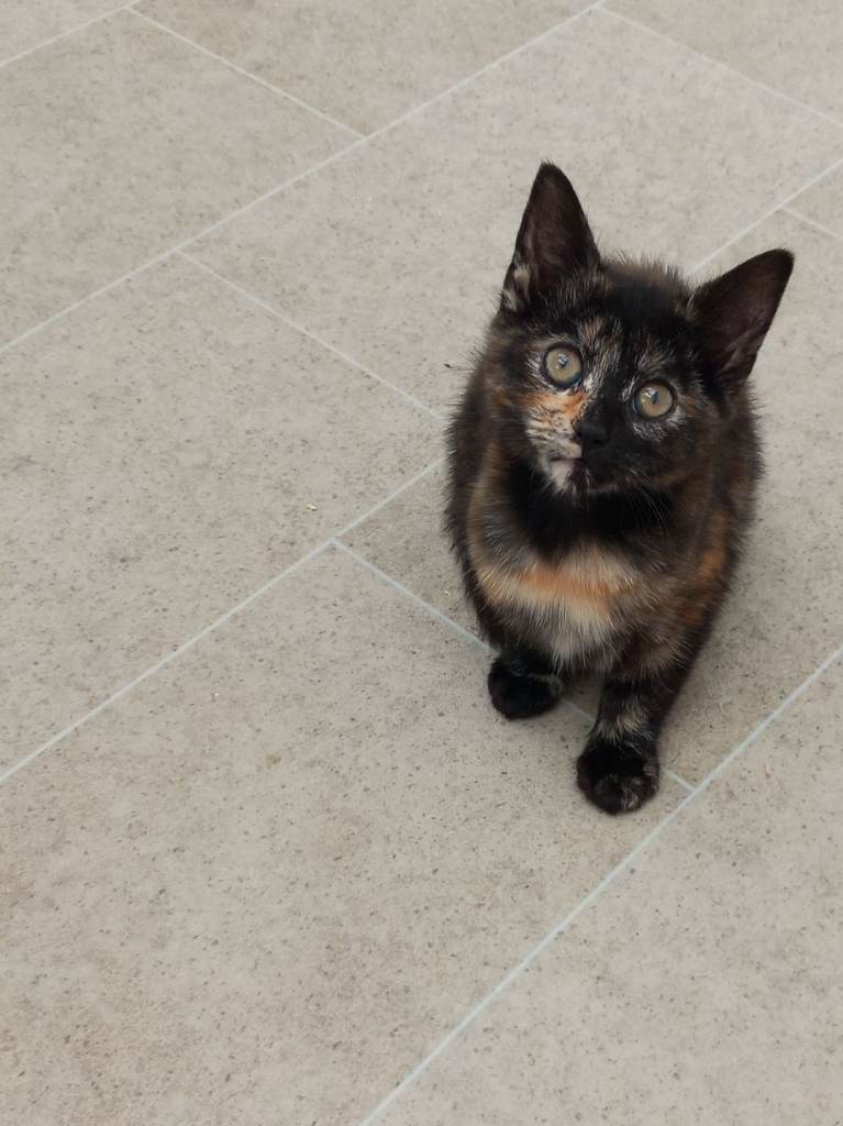 One little kitten looking for her forever home.