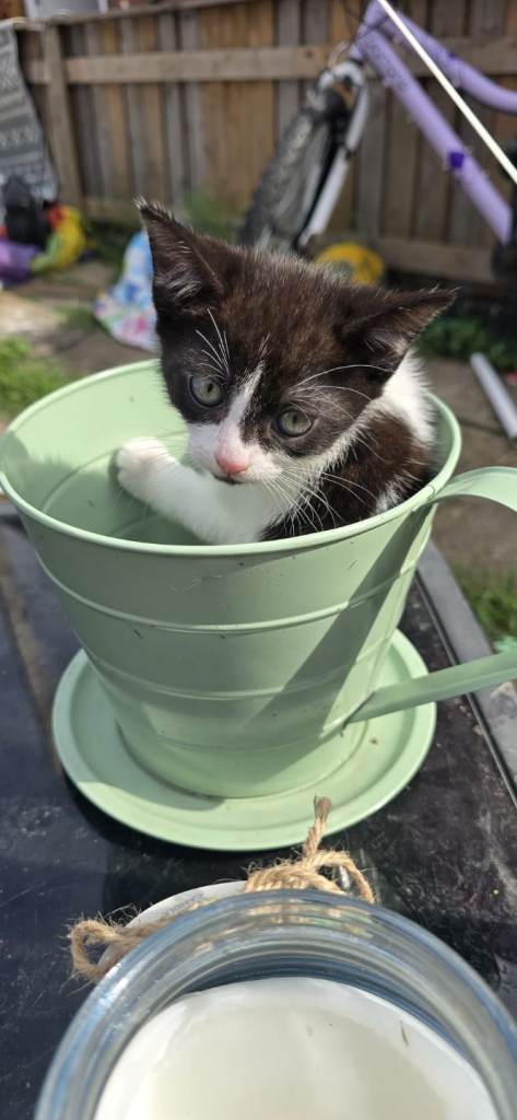Kittens for sale 