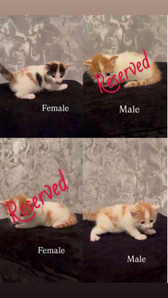 Kittens for sale 