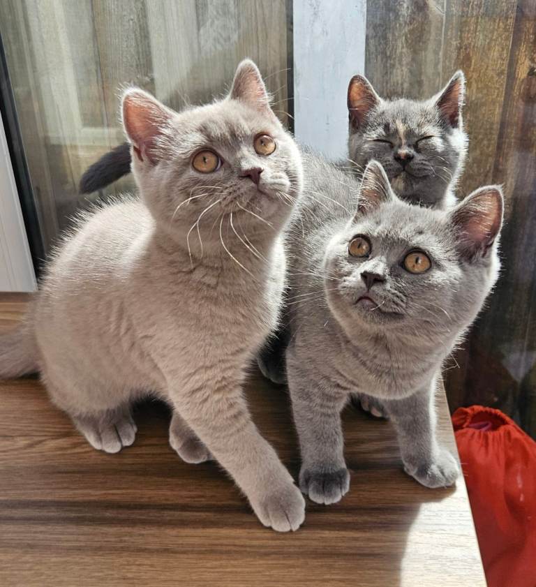 British shorthair kittens 
