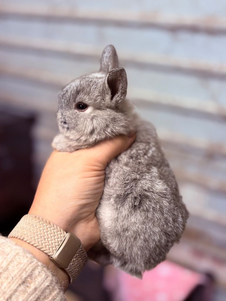 Lionhead rabbits/bunnys - reservation only 