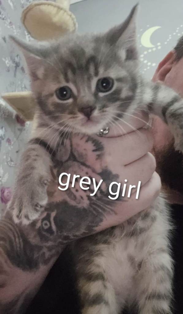 🐾 🐾 🐾 Adorable kittens 🐾🐾🐾