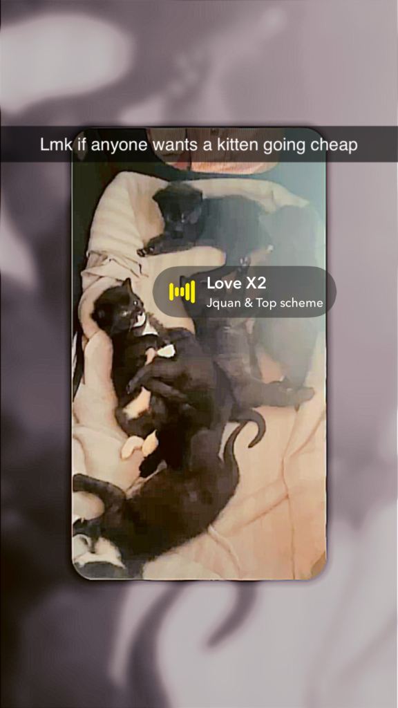 Kitten 
