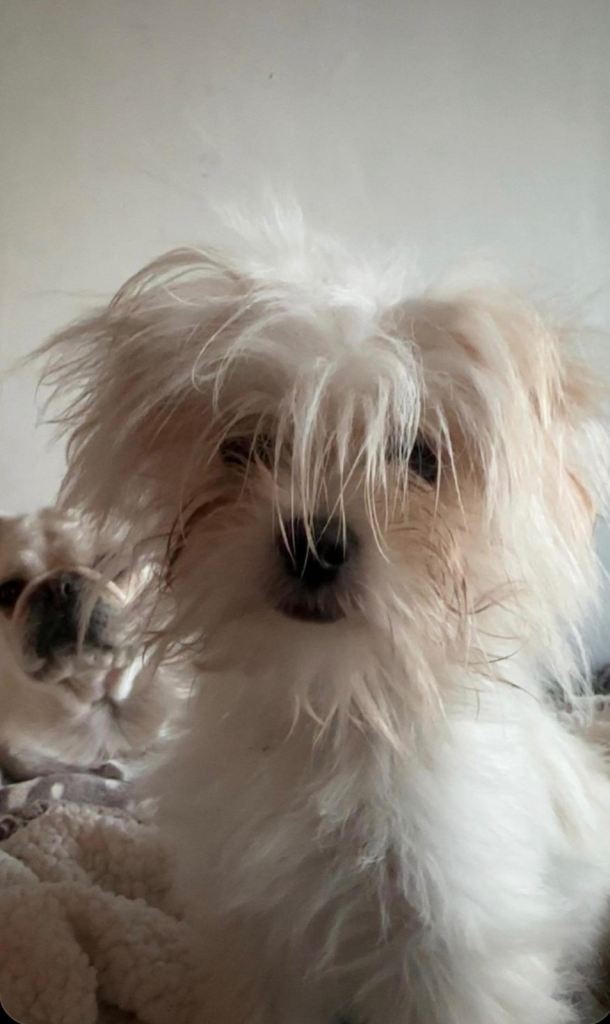 Rehoming 1yr old female Pomeranian shihtzu 