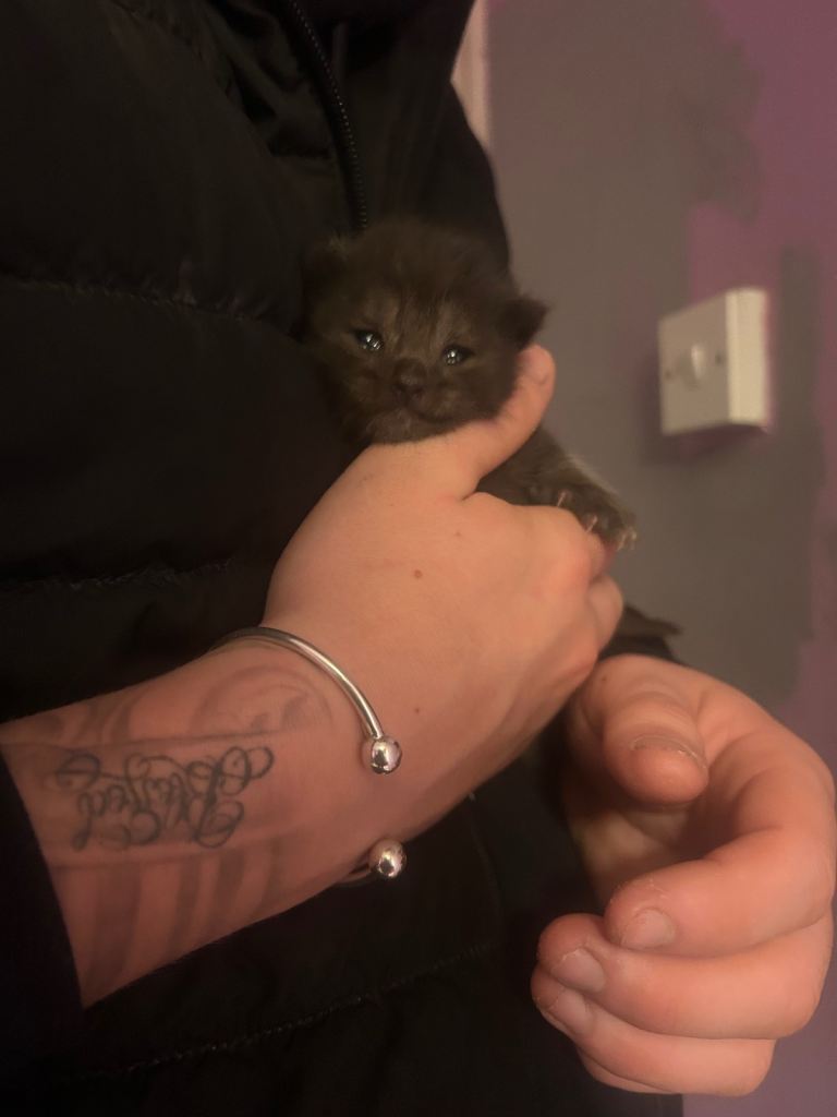 4 beautiful kittens for sale. 