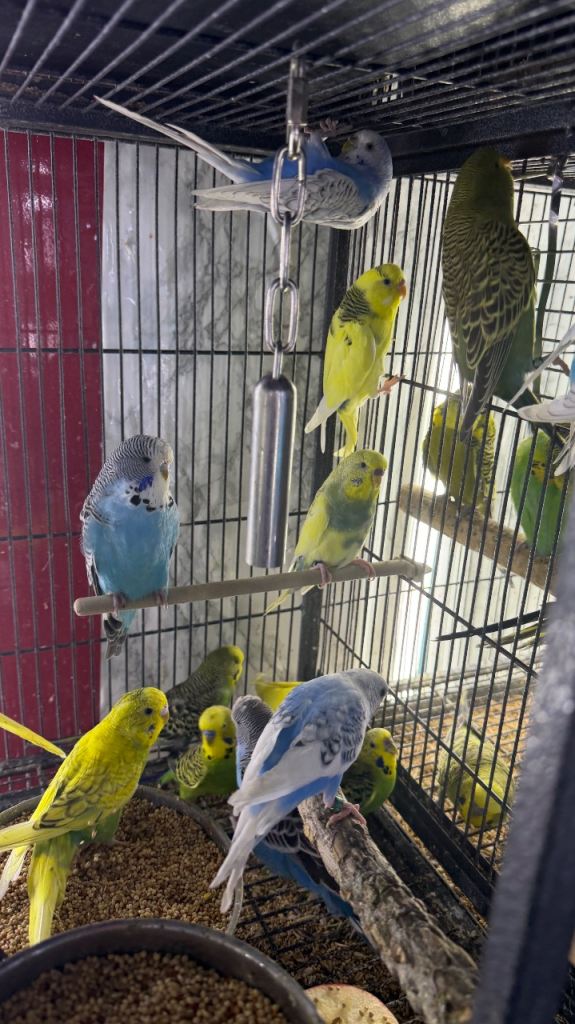 Budgies Glasgow 