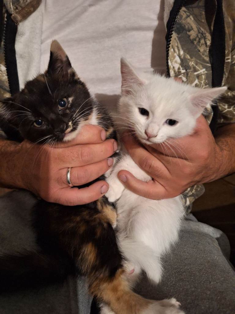 4 beautifull kittens 