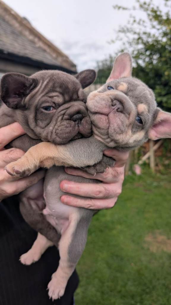 French Bulldog puppies 