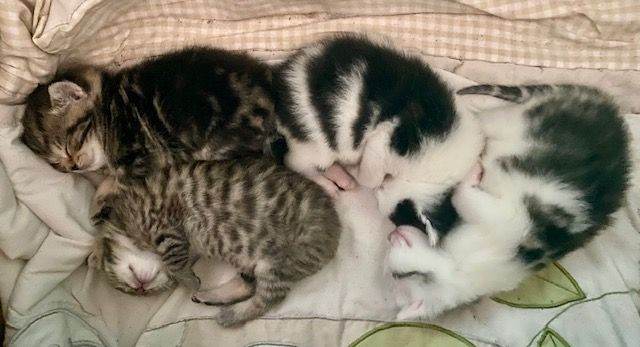 British Shorthair kittens