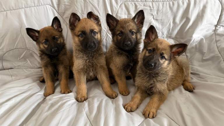 German shepherd puppies for sale 