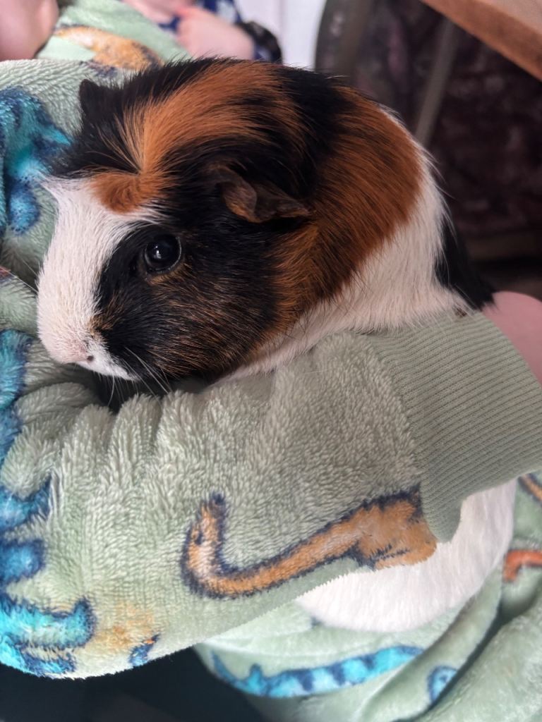 2x Female Guinea Pigs for sale 