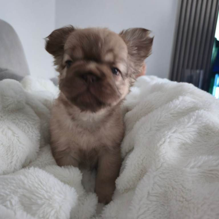 Fluffy French Bulldog 