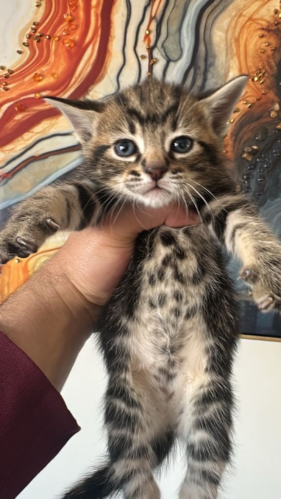 British Short Hair Mixed Kitten (Female)
