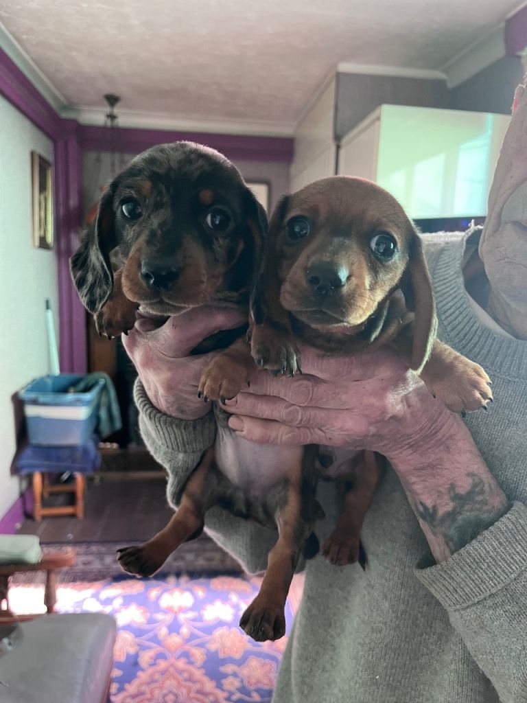 Miniature Dachshund Pups For Sale