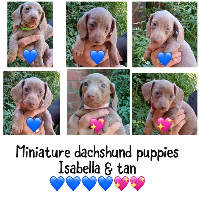 Miniature dachshunds health clear