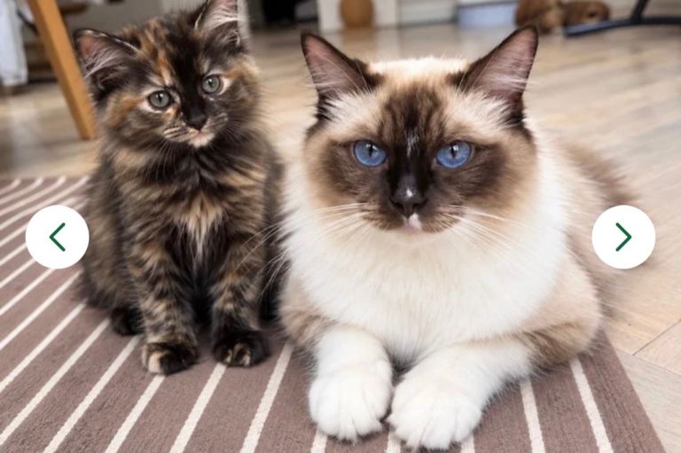 Ragdoll Crossbreed Girl 