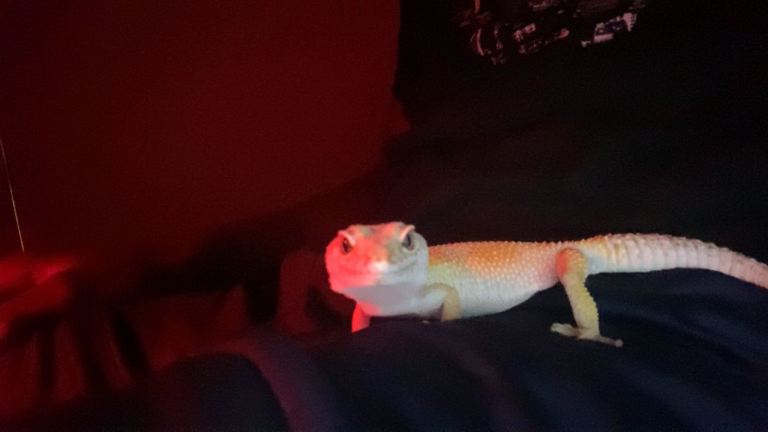 Female leopard gecko 