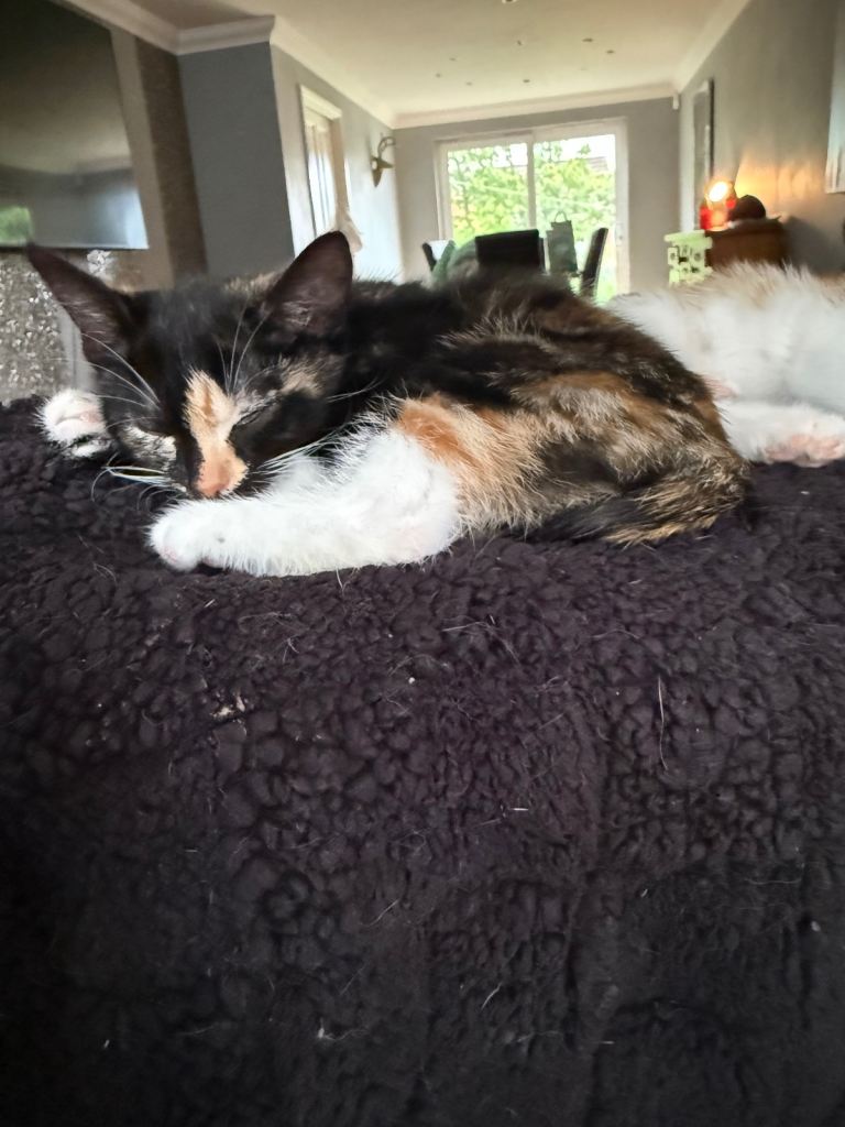 🐾 Adorable Tortoiseshell Kittens Ready for Their Forever Homes 🐾