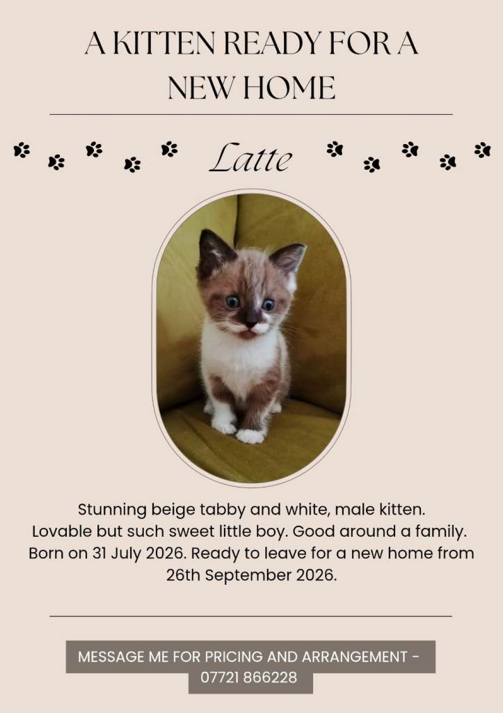 A kitten ready to be rehomed for a new family. 