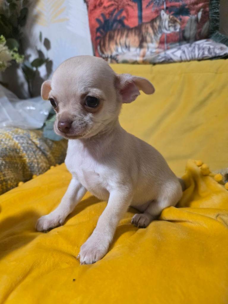 6 stunning chihuahas 
