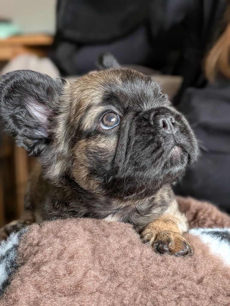 French Bulldog puppies