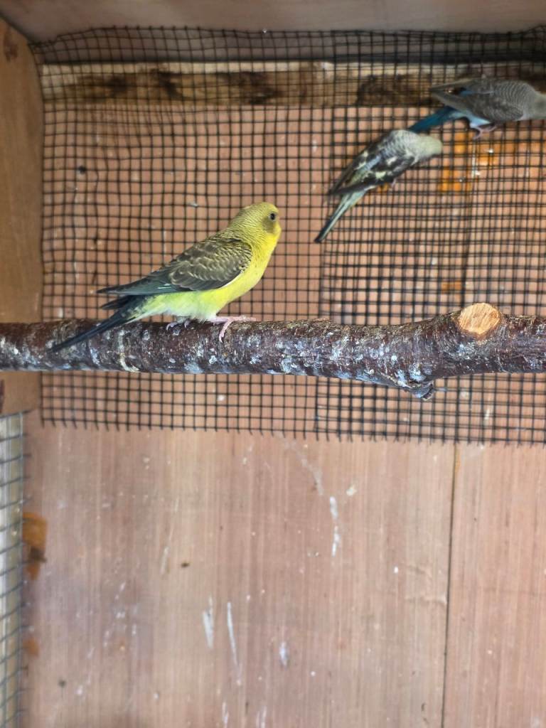 Budgies 