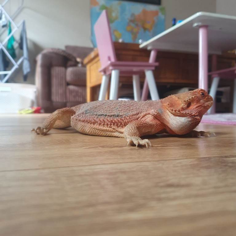 Bearded dragon 