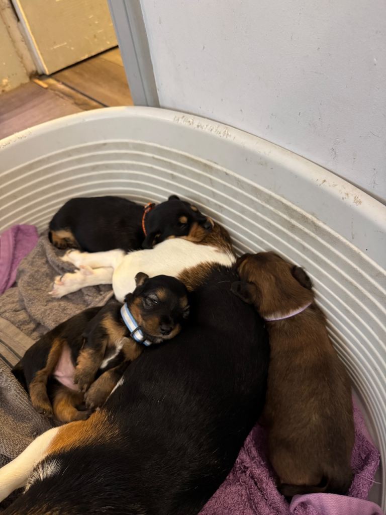 Jack Russell cross Dachshund puppies 