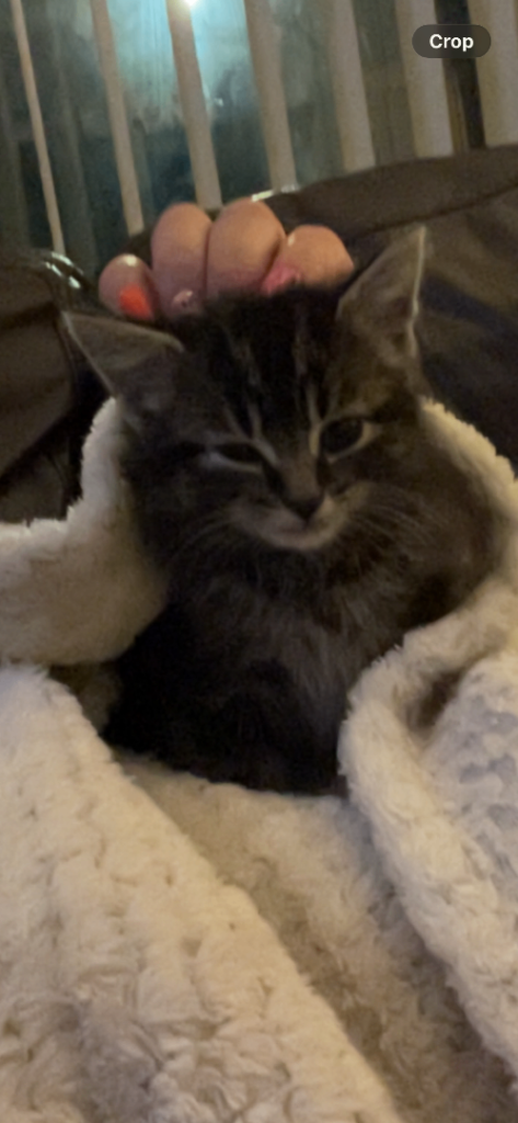 16 week old kitten 
