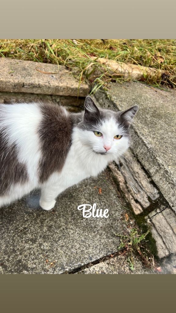 Beautiful cats looking for a new home 