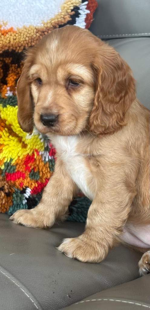 Cocker spaniel pups 