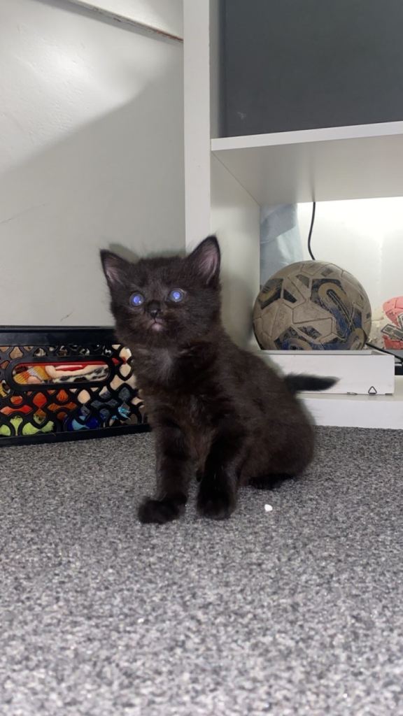 image for Kittens for sale 