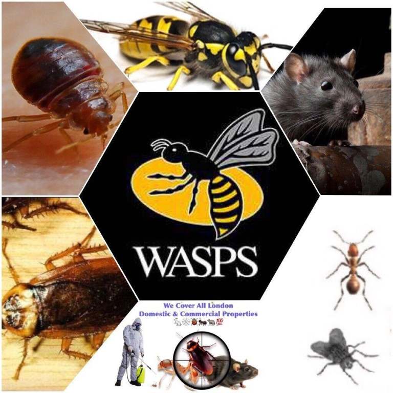 Pest Control Mice Rat  bedbugs wasps flies mouse extermination