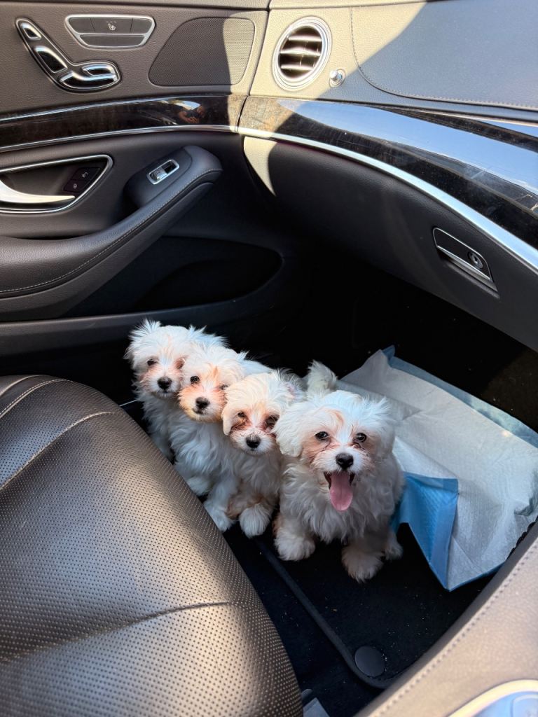 Bichon