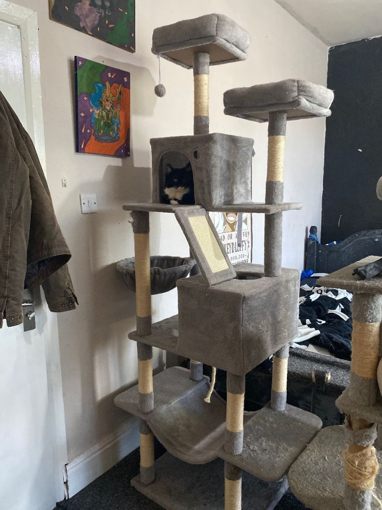 Cat tree very tall