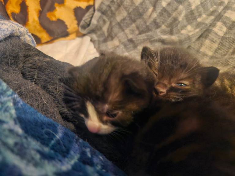 Beautiful kittens 