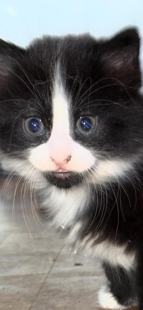 Kittens 9 weeks old 