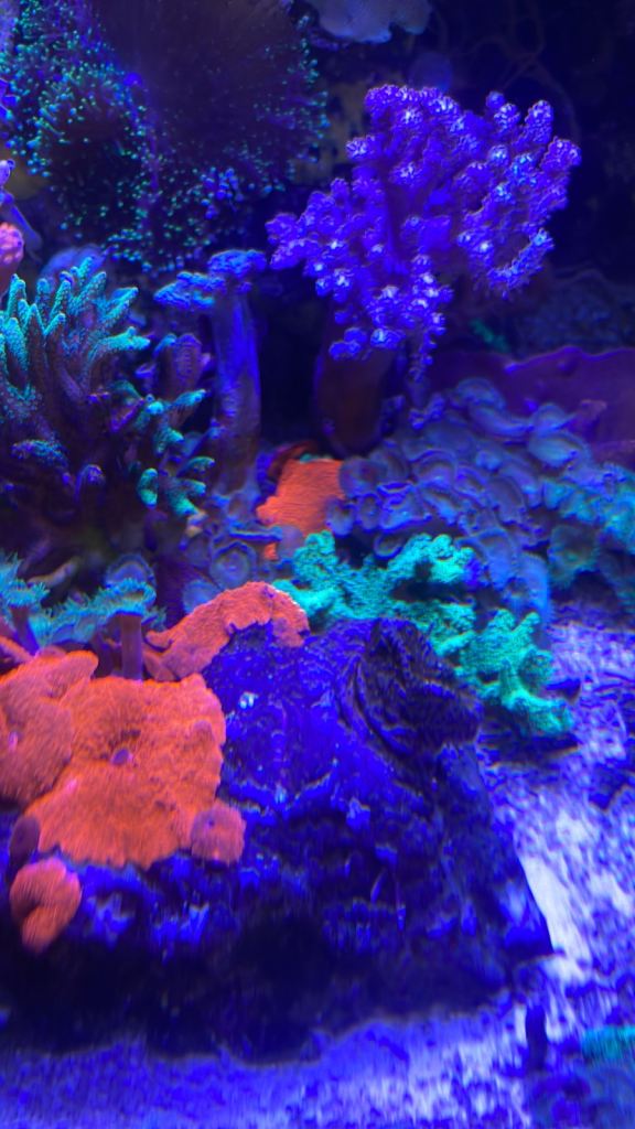 Coral frags