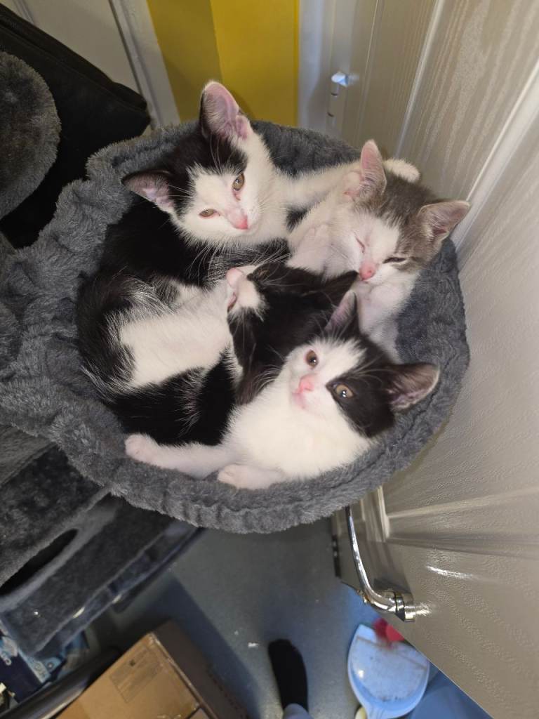 Black and white kittens ready to rehome