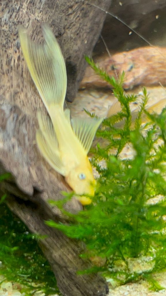 Tropical fish