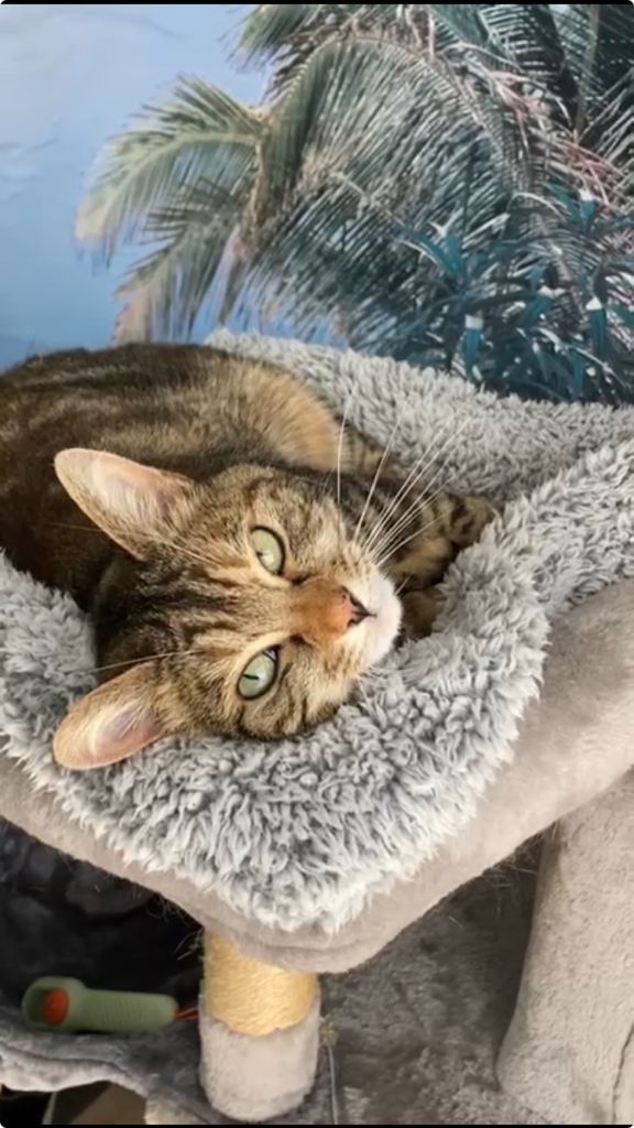 GENTLE NERVOUS LAP-CAT SEEKS LOVING SINGLE LADY + GARDEN 🪴 🐱