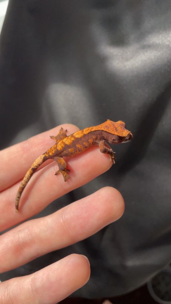 Baby Halloween Harley Quinn Crested gecko 