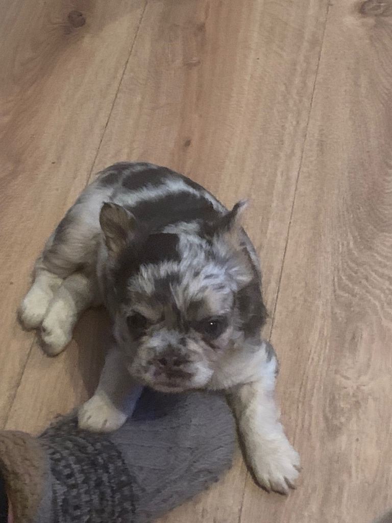 Quality fluffy French Bulldog pups 