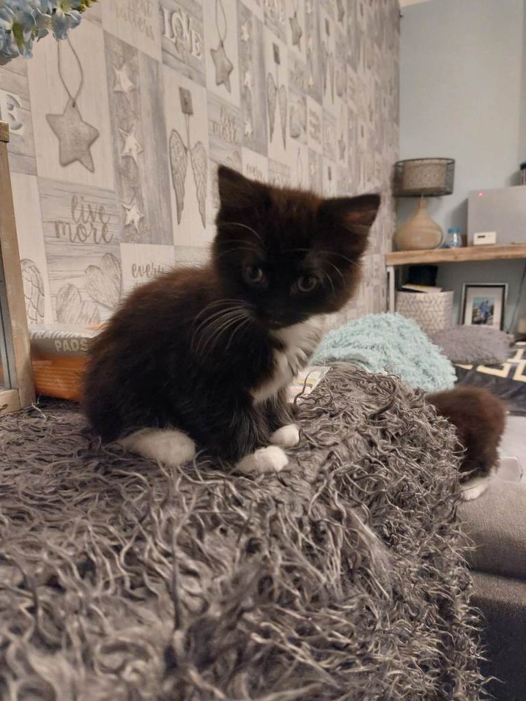  FEMALE Kittens for sale