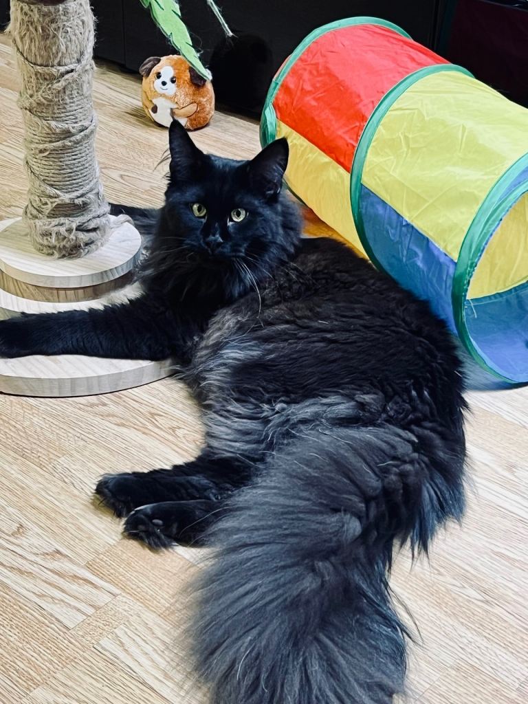 Gorgeous Black Smoke Purebred Maine Coon